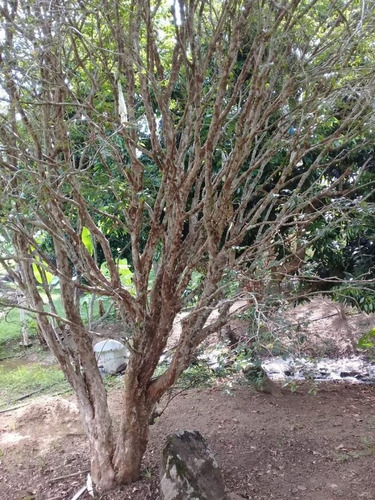 Chácara Para Venda Em Itariri, Igrejinha, 2 Dormitórios, 2 Banheiros, 6 Vagas - 239_2-841487