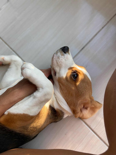 Beagle