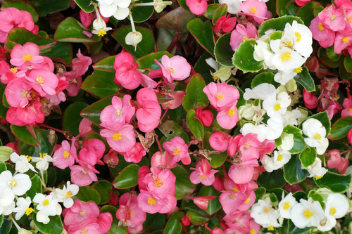 Begonia Semprevirens - Lindíssima Flor Para Vasos E Jardins