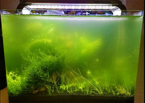 Azoo Plus 250ml Removedor De Agua Verde Algas Para Acuarios