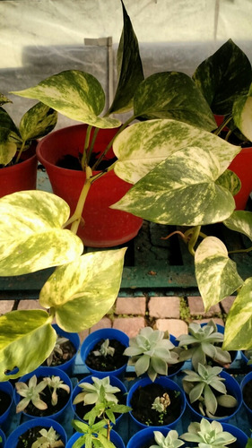 50 Plantas Para Jardines Verticales