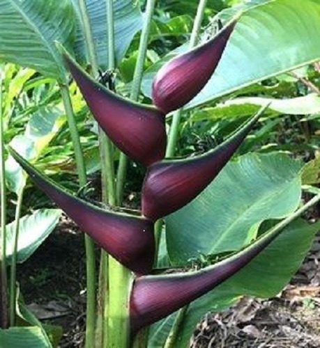 Heliconia Color Negro 