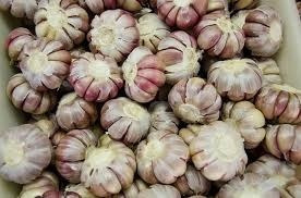 Imagem 2 de 2 de Alho Em Cabeça 1kg Roxo Para Plantio Safra 2019
