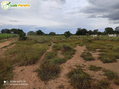 Imagem 5 de 9 de Fazenda Á Venda Em Peixe - To - 247 Hectares (dupla Aptidão) - 2173