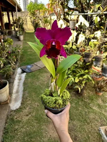 Orquidea Cattleya Chia Lin - Planta Adulta E Bem Formada
