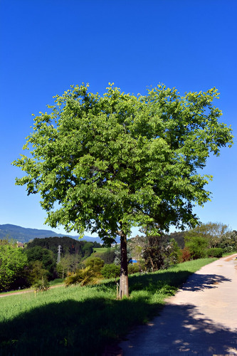 Arbol Celtis Australis Almez 4 Metros Gratis A Rm