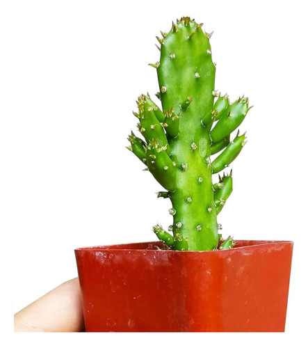 Oferta Cactus Suculenta Opuntia Monacantha
