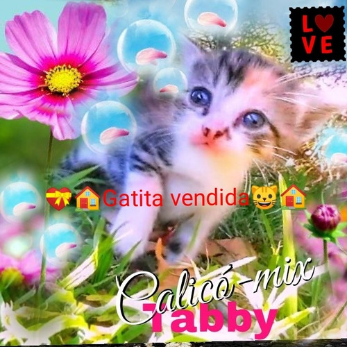 Gatitos Raza Crucé Y Exótico