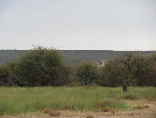 Imagen 4 de 9 de Campo - La Pampa Caleu Caleu