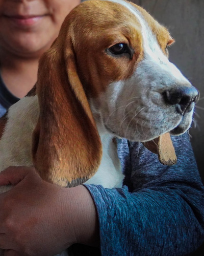 Precioso Beagle Cachorro Macho Tricolor Fca - Cash - Transf