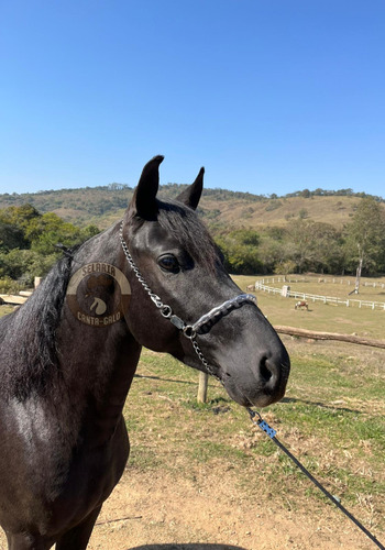Cabresto De Corrente Cavalo (garanhão) C