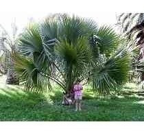 Palmeira Sabal Do México / Mudas Com 50cm!!!
