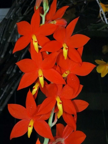 Orquídea, 2 Hoyas Y Envío 