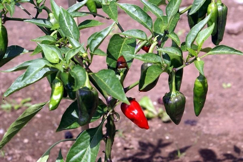 Planta De Chile Jalapeño + Regalo