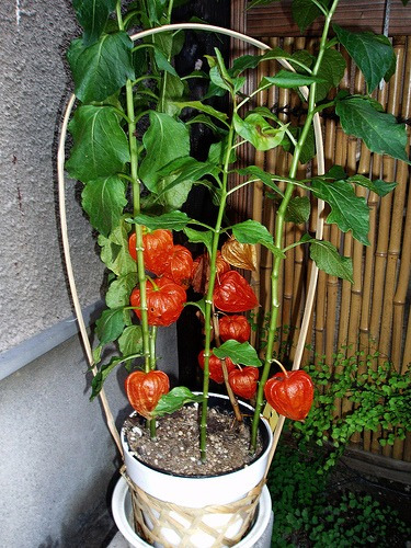 Physalis Alkekengi Lanterna Chinesa -sementes Flor Pra Mudas