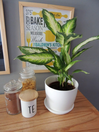 Planta Interior Diffembacchia Mariana C/maceta Premium Plato