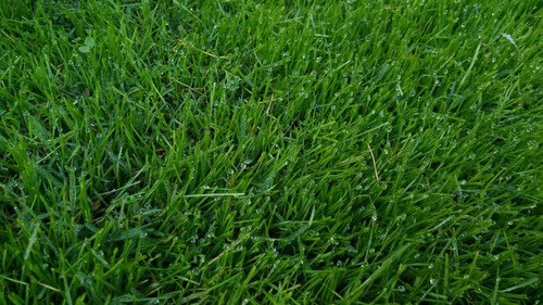 Semillas Césped Ryegrass Anual Landscapers - Picassso 1kg