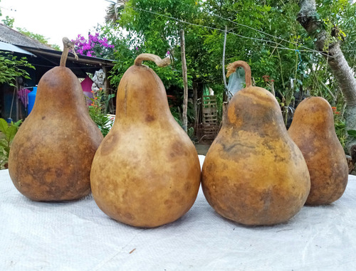 12 Semillas De Guaje Bule Peregrino