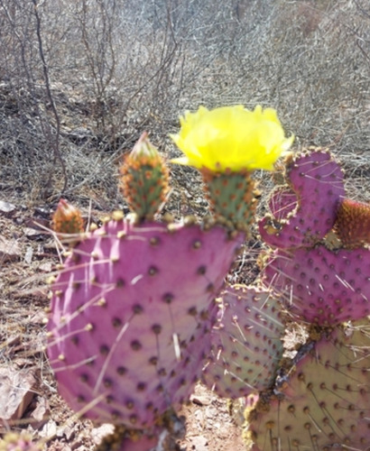 Opuntia Gosselinina, Nopal Morado, Nv