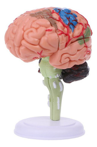 Modelo De Cerebro Humano 4d