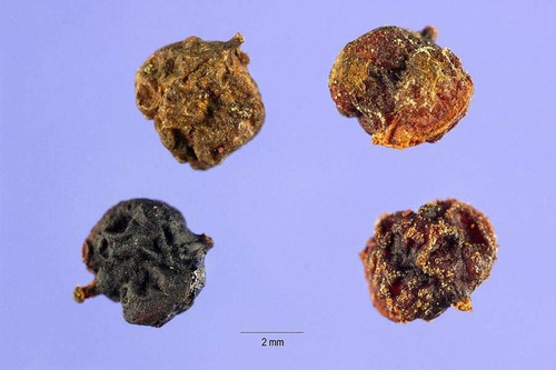 50 Semillas Pimienta Brasil Rosa Schinus Terebinthifolius