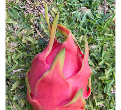 20 Esquejes De Pitahaya Purple Haze Variedad Autofertil