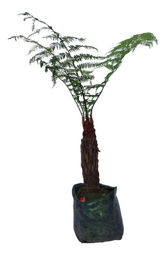 Helecho Maquique ( Planta )