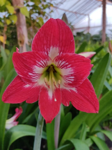 Planta Amarilis 3l Roja Y Blanca Greenonline Vivero 