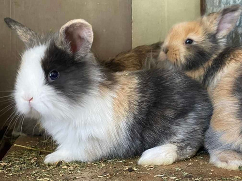 Imagen 8 de 12 de Conejos Enanos. Son Un Peluche!