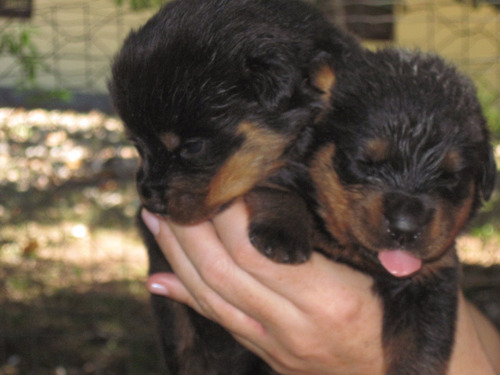 Filhote De Rottweiler Fêmea, Raça Pura Alemã