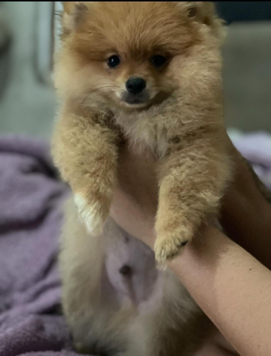 Filhotes De Spitz Alemão Anão Micro