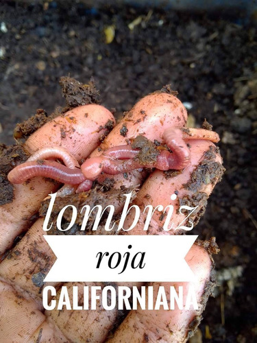 Imagen 1 de 8 de Lombriz Roja Californiana Para Bio Huertos Orgánico & Humus