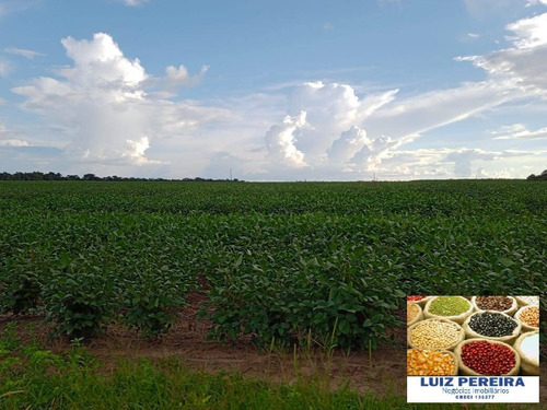 Imagem 6 de 15 de Fazenda À Venda Em Peixe - To - De 213 Alqueirões (agricultura) - 1700