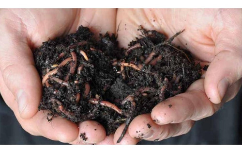 Imagen 2 de 5 de Lombricompuesto Orgánica Pura - Paquete X 2 Kilos