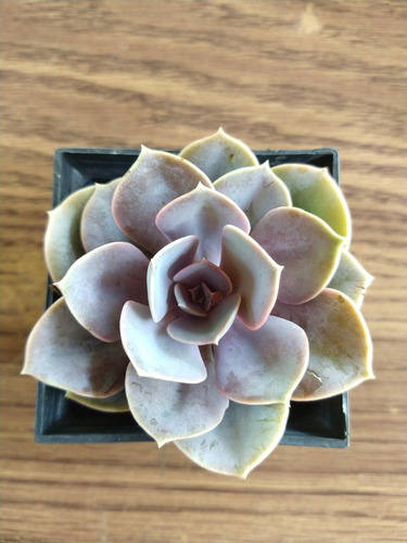 Echeveria Perle Von Nuremberg 30 Pzas Envio Dhl