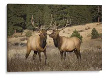 Comprar Canvas Lab Cuadro Estudio De Alces Iv 75x50, David Drost