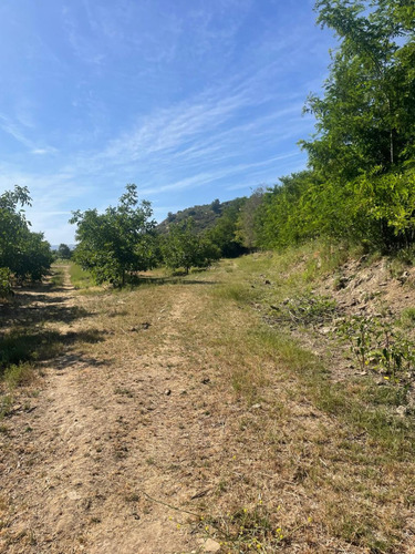 Campo De Nogales Sector Cocalan Las Cabras