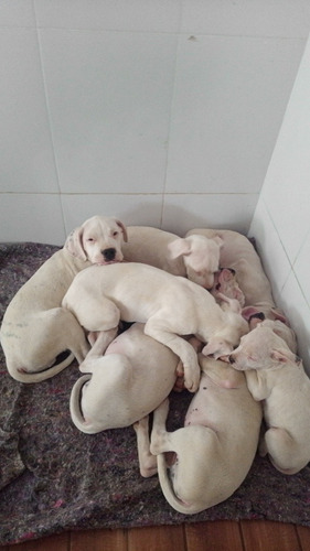 Imagem 3 de 3 de Vendo Filhotes Dogo Argentino. Pais Com Pedigree.