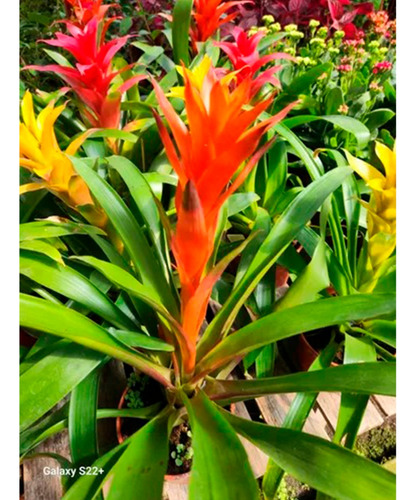 Neoregelia Cuidados
