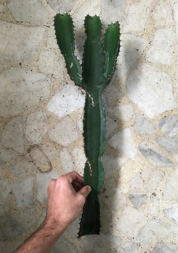 Cacto Candelabro / Mandacaru - Muda 50cm