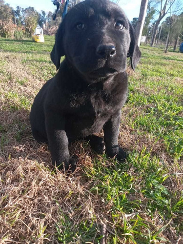 Imagen 8 de 10 de Cachorros Labradores Muy Buena Linea De Sangre