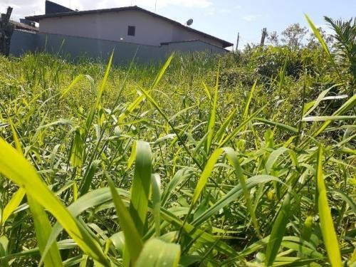 Terreno Em São Jorge, Itanhaém Lado Praia À 900m Do Mar