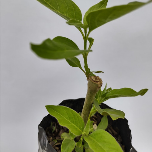 2 Mudas De Ginseng Pfaffia Glomerata Orgânica