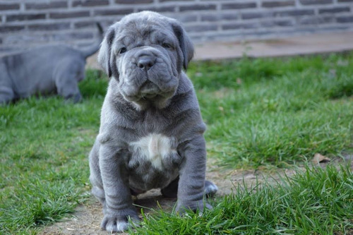 Autenticos Cachorros Mastin Napolitano Calidad A-1