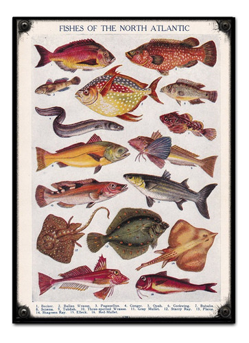 #632 - Cuadro Decorativo Vintage - Peces Pez Pesca Mar Rio