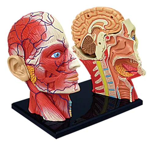 -torso, Modelo De Cuerpo Humano, Educación, Músculos, Órgano