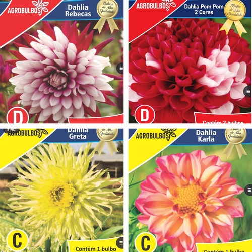 Bulbos Florales Importados Amaryllis Dahlias Gladiolos