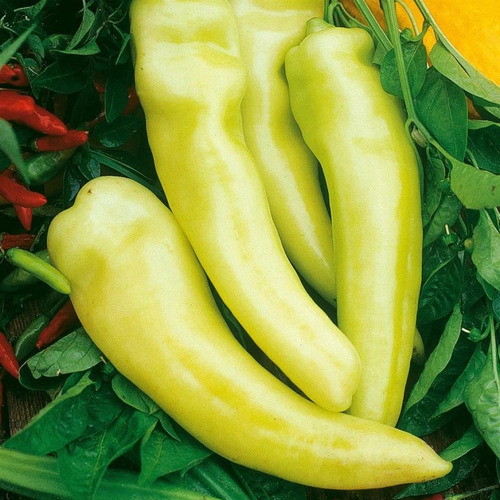 Semillas De Ají Sweet Banana Conservas | La Huerta Orgánica