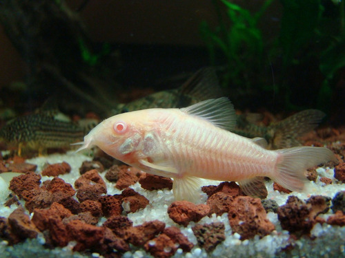 Corydora Albina 2cm - Pacote C/ 10 Unidades