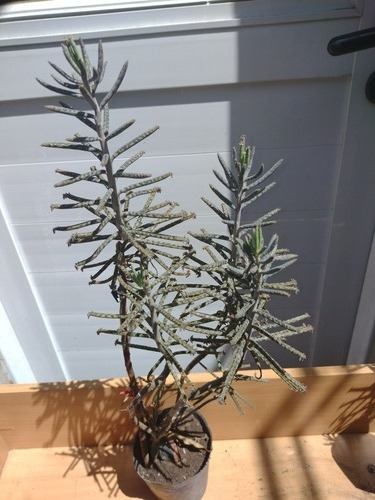 Kalanchoe Tubiflora